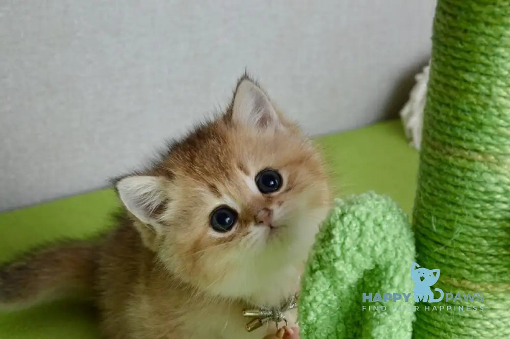 Odri British Shorthair female black golden shaded live animals