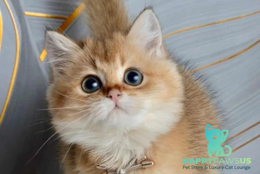 Odri British Shorthair female black golden shaded live animals
