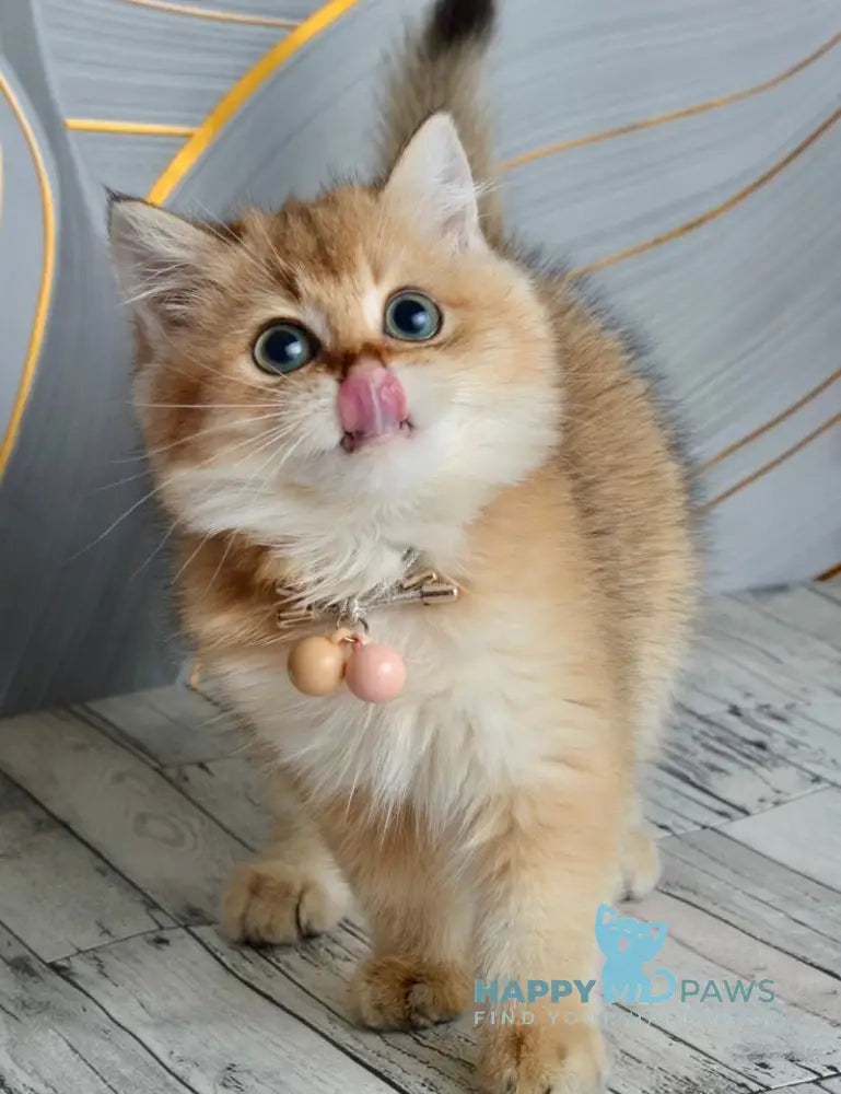 Odri British Shorthair female black golden shaded live animals