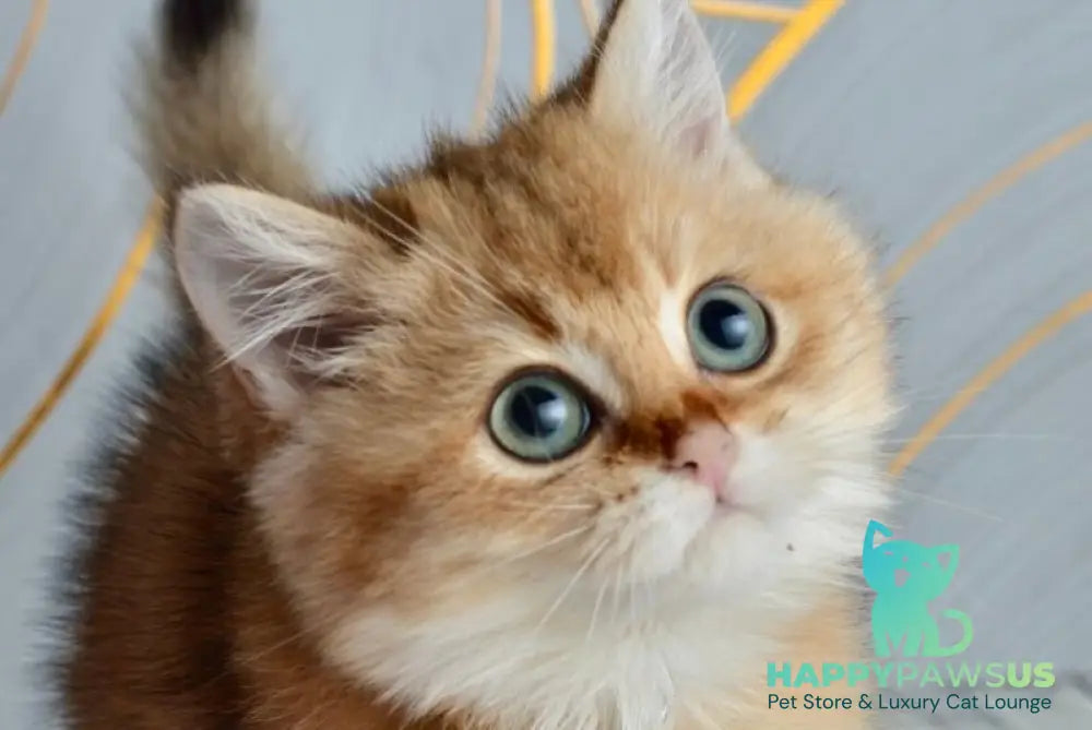 Odri British Shorthair female black golden shaded live animals