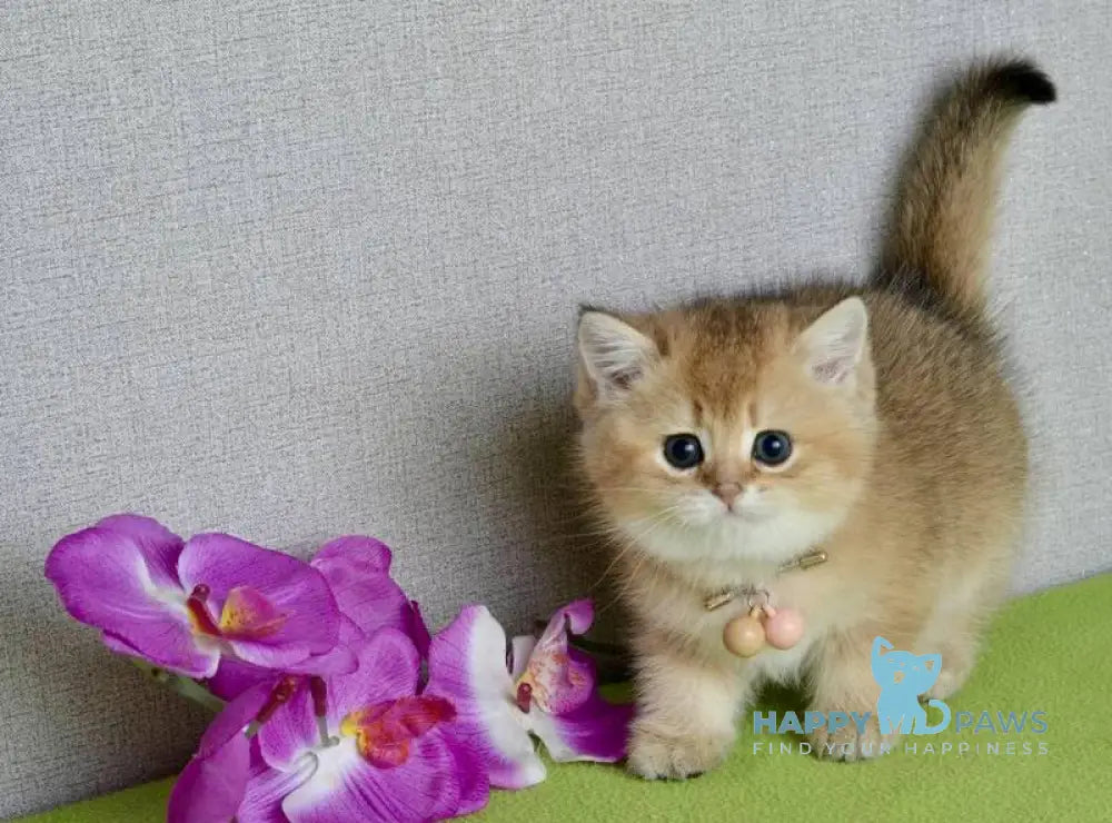 Odri British Shorthair female black golden shaded live animals