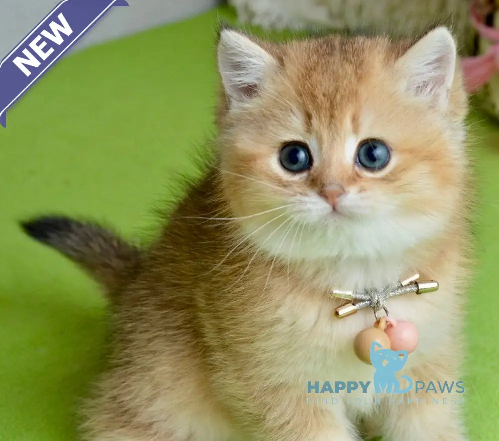 Odri British Shorthair female black golden shaded live animals