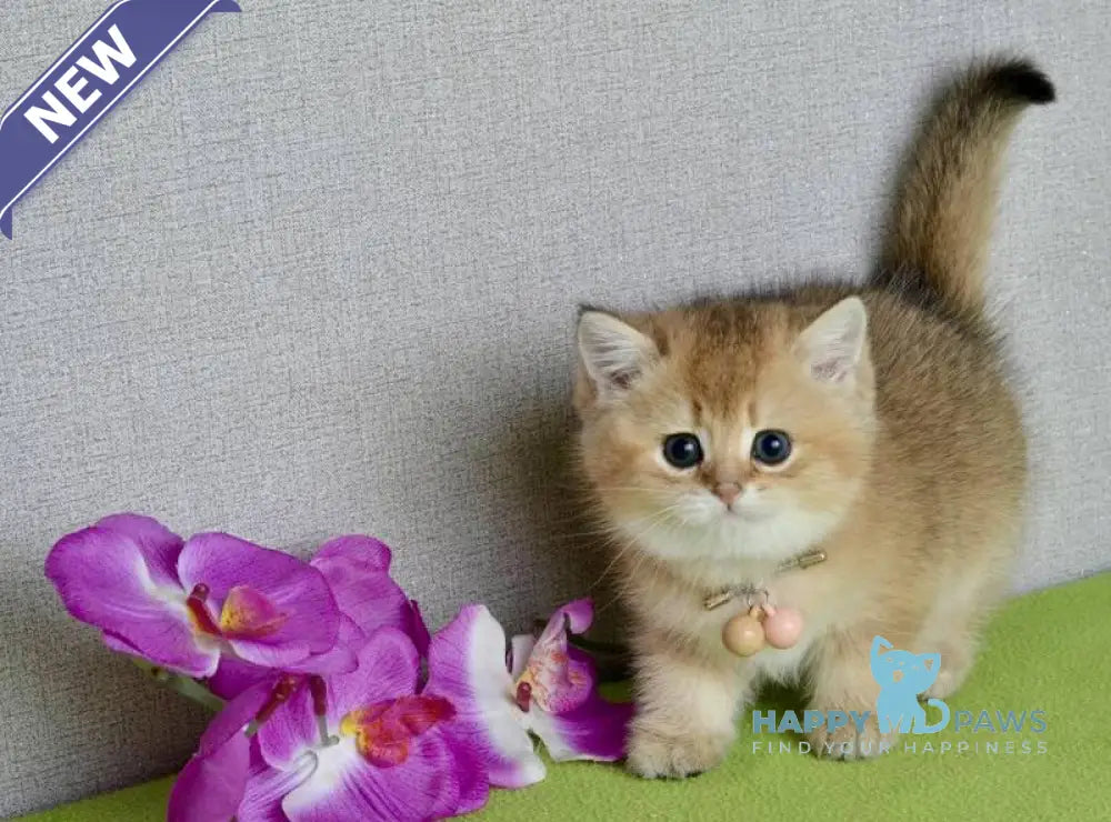 Odri British Shorthair female black golden shaded live animals