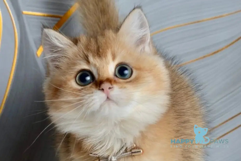 Odri British Shorthair female black golden shaded live animals