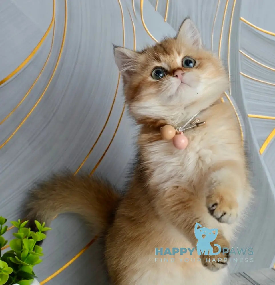 Odri British Shorthair female black golden shaded live animals