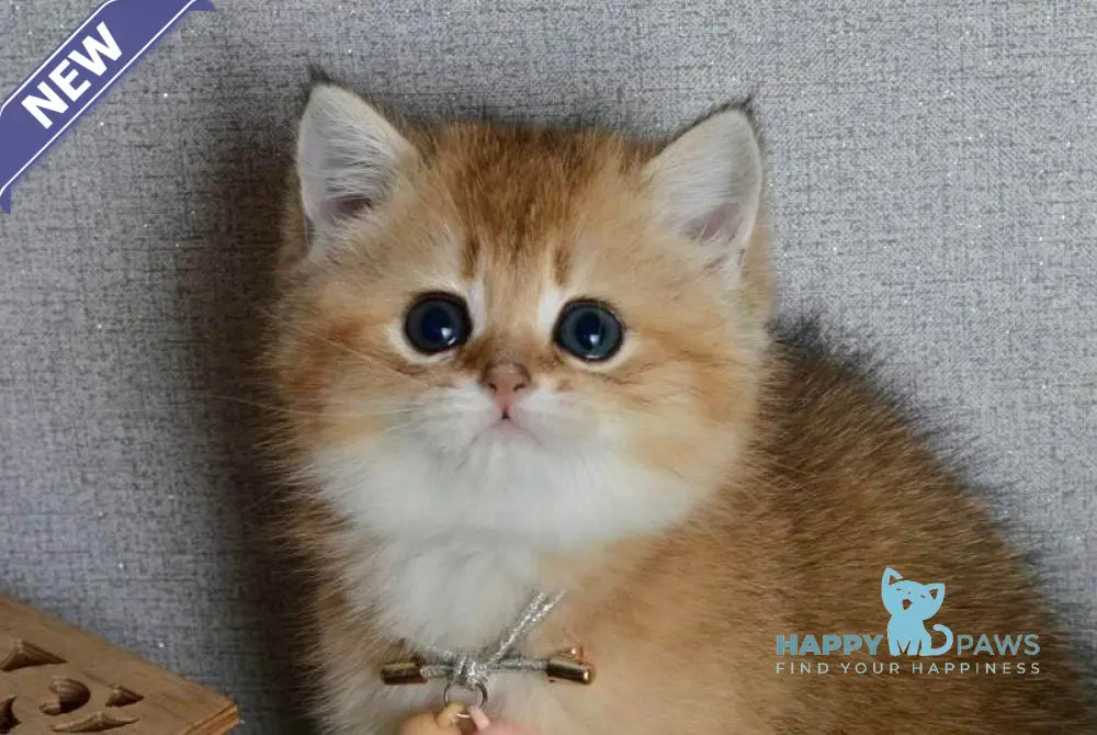 Odri British Shorthair female black golden shaded live animals