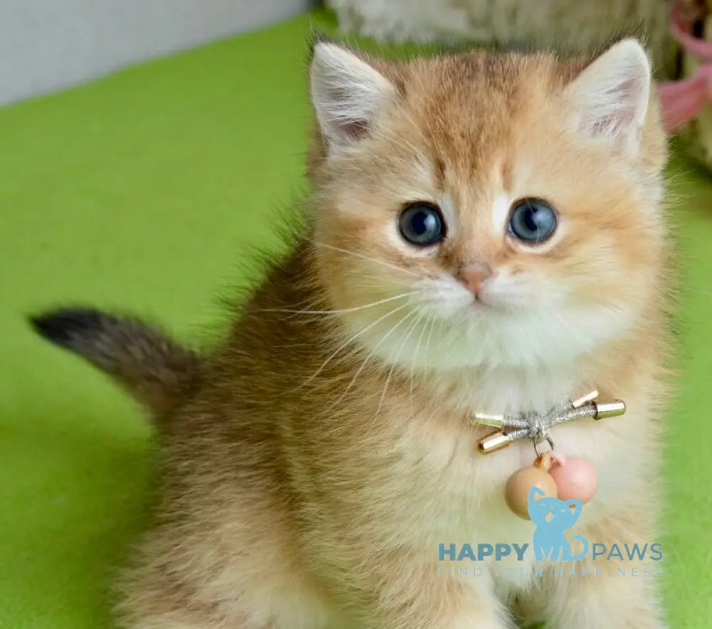 Odri British Shorthair female black golden shaded live animals