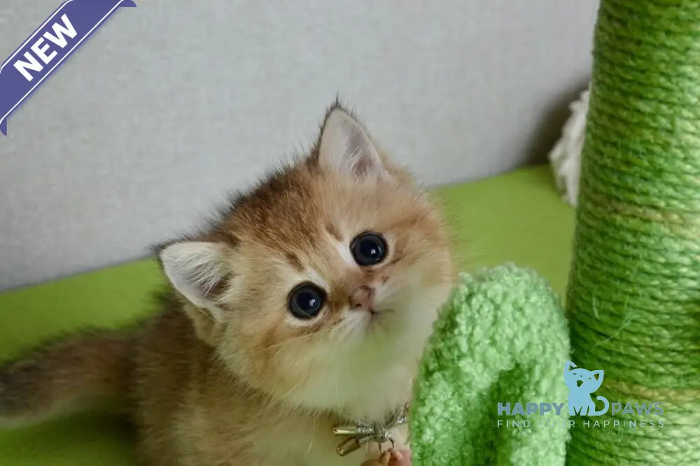 Odri British Shorthair female black golden shaded live animals