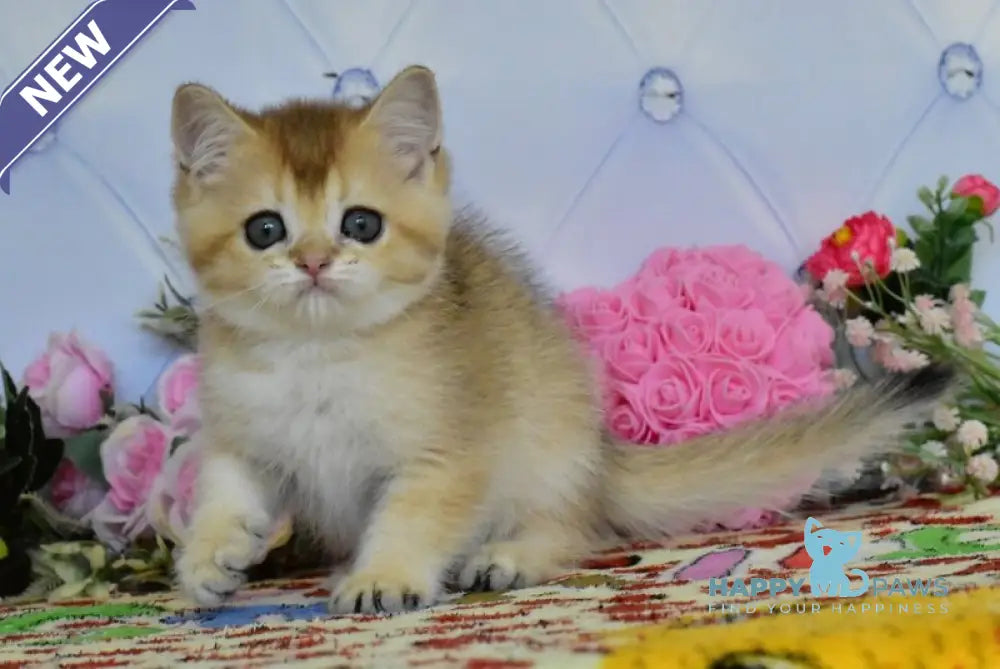 Odri British Shorthair female black golden ticked tabby live animals