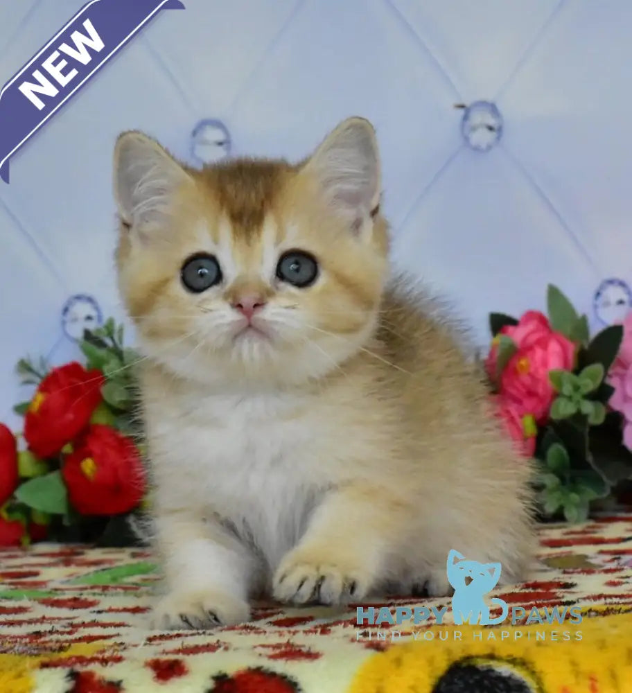 Odri British Shorthair female black golden ticked tabby live animals