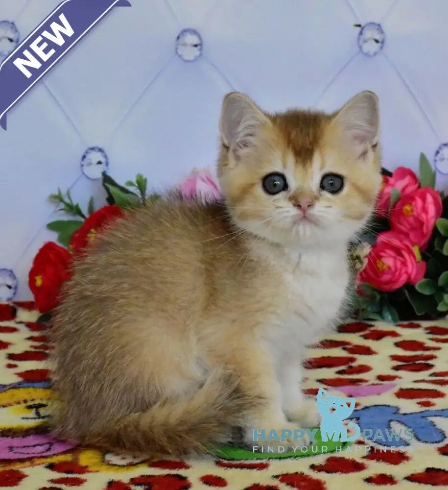 Odri British Shorthair female black golden ticked tabby live animals
