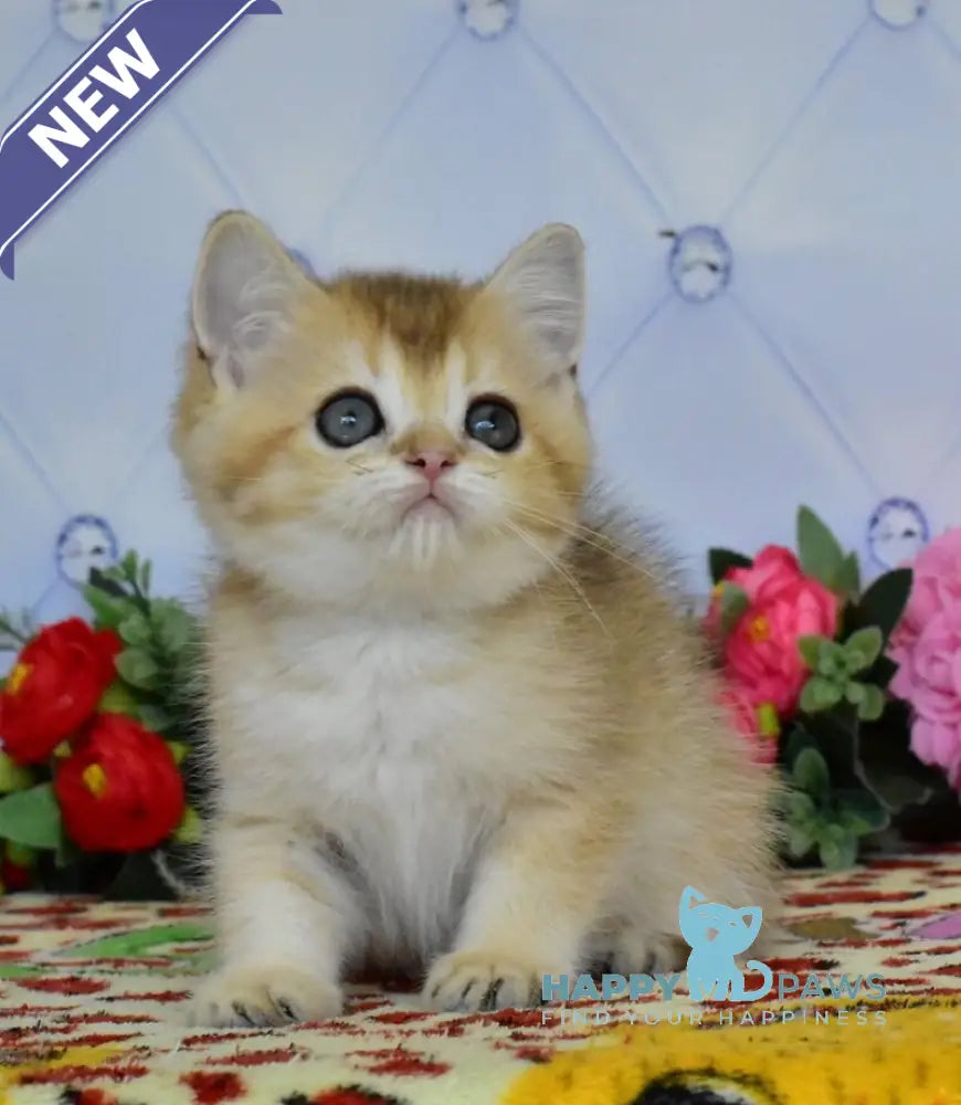 Odri British Shorthair female black golden ticked tabby live animals