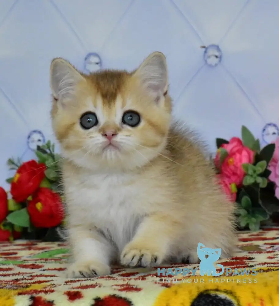 Odri British Shorthair female black golden ticked tabby live animals