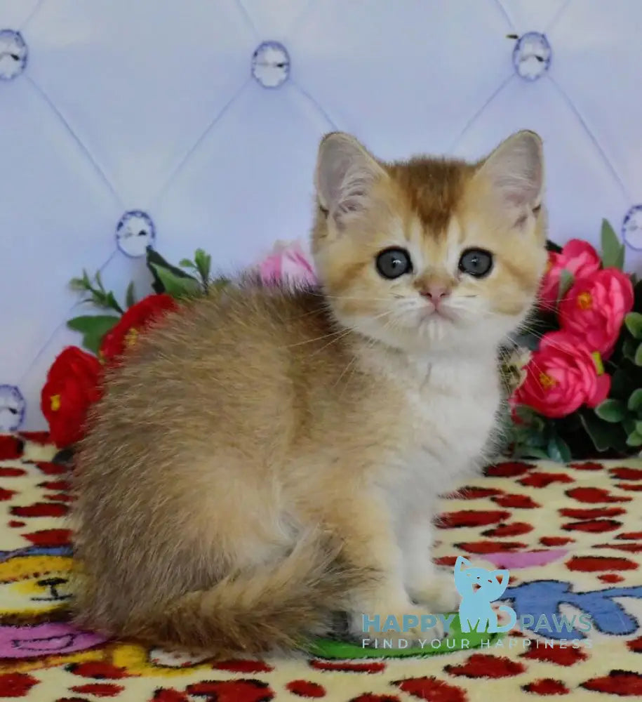 Odri British Shorthair female black golden ticked tabby live animals