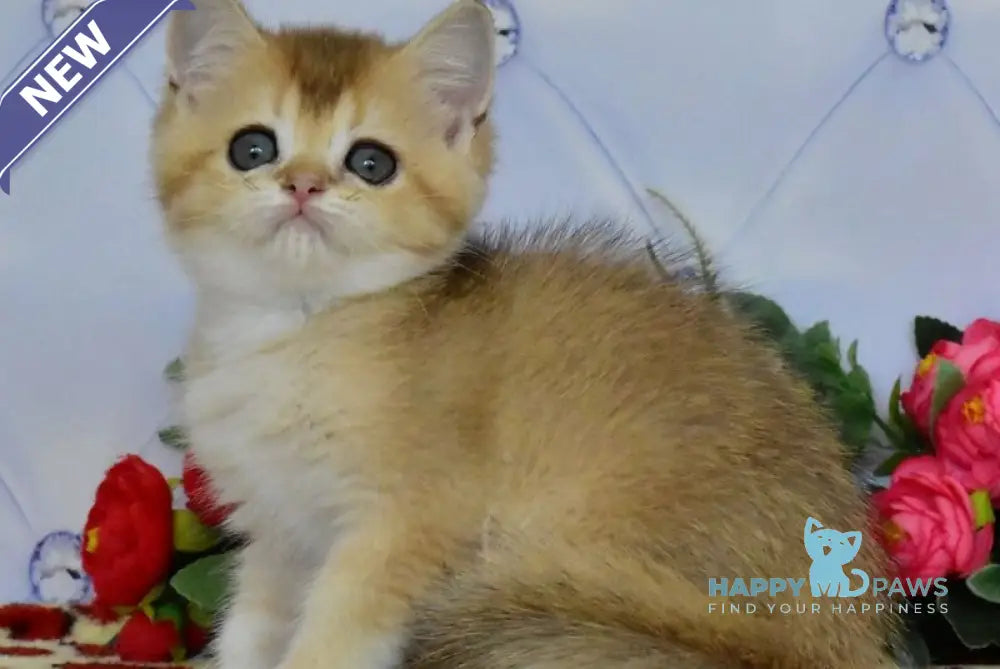 Odri British Shorthair female black golden ticked tabby live animals