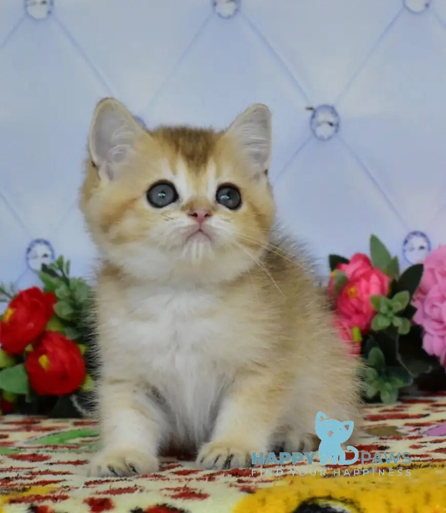 Odri British Shorthair female black golden ticked tabby live animals