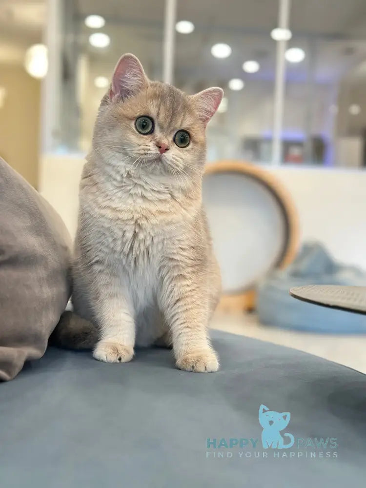 Odri British Shorthair female blue golden shaded live animals