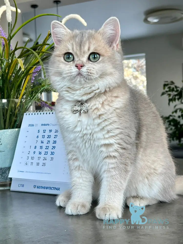 Odri British Shorthair female blue golden shaded live animals