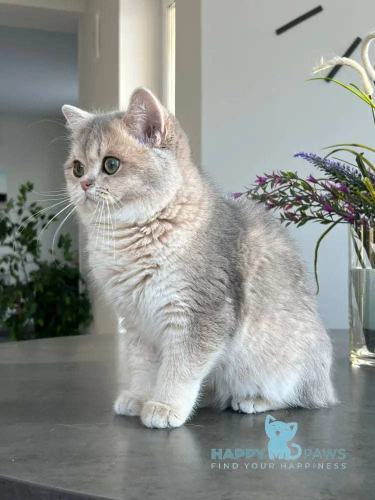 Odri British Shorthair female blue golden shaded live animals