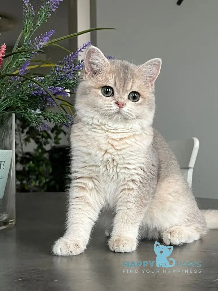 Odri British Shorthair female blue golden shaded live animals