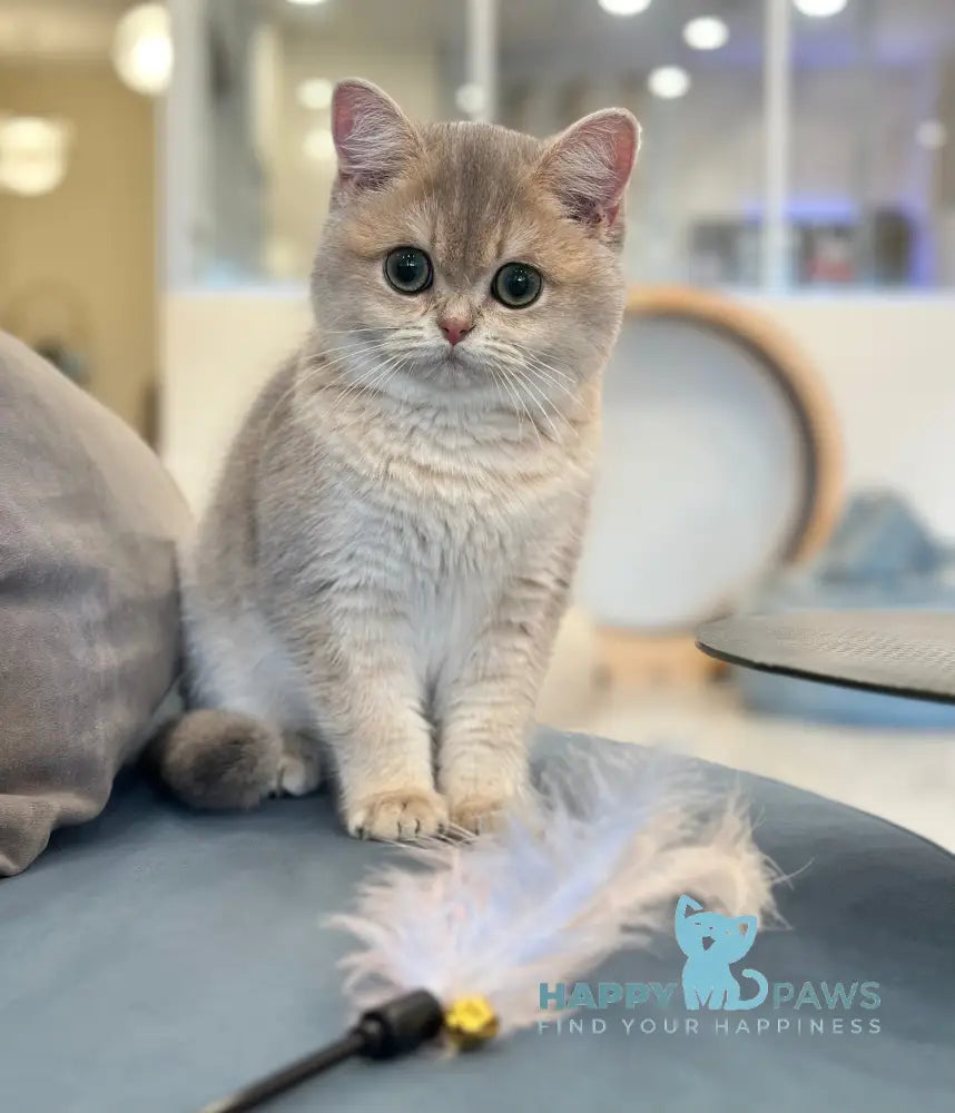Odri British Shorthair female blue golden shaded live animals