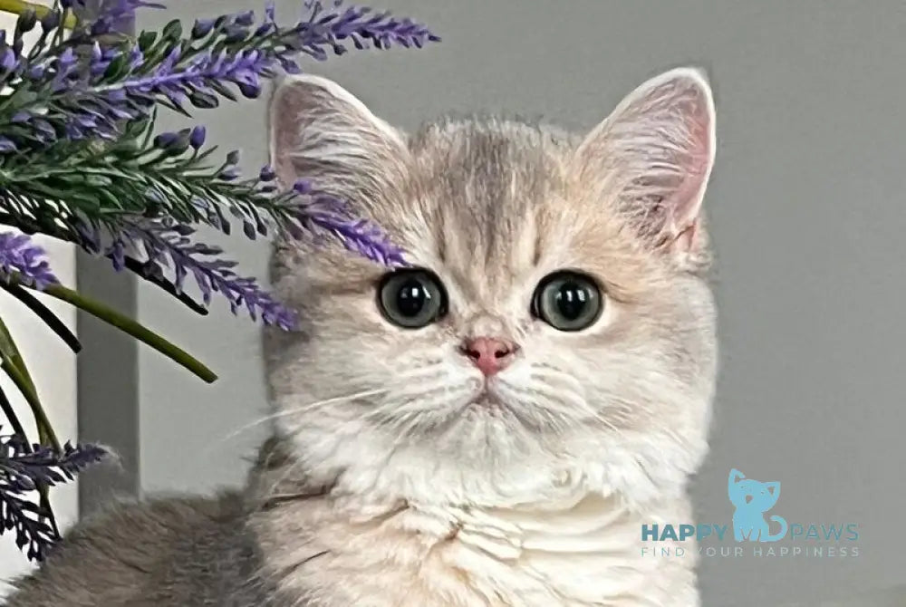Odri British Shorthair female blue golden shaded live animals