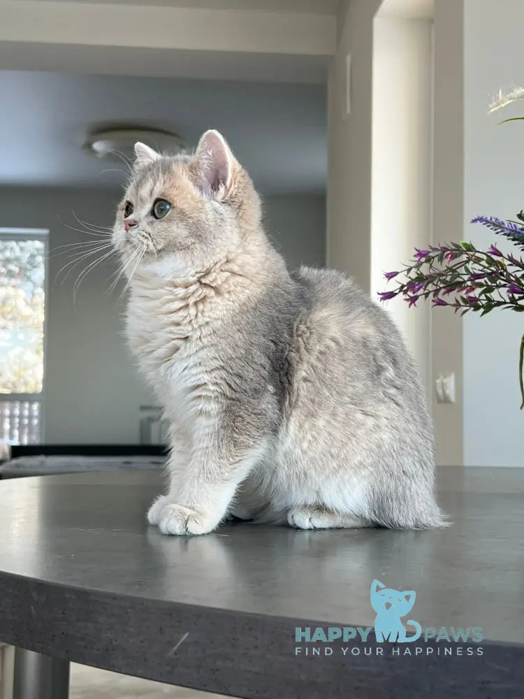 Odri British Shorthair female blue golden shaded live animals