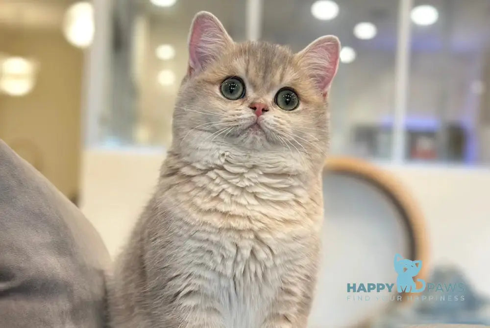 Odri British Shorthair female blue golden shaded live animals