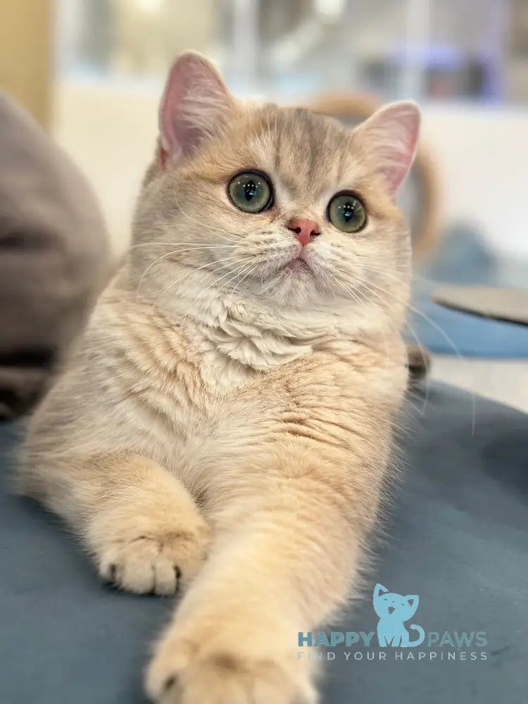 Odri British Shorthair female blue golden shaded live animals