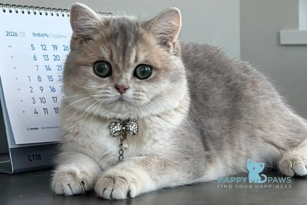 Odri British Shorthair female blue golden shaded live animals