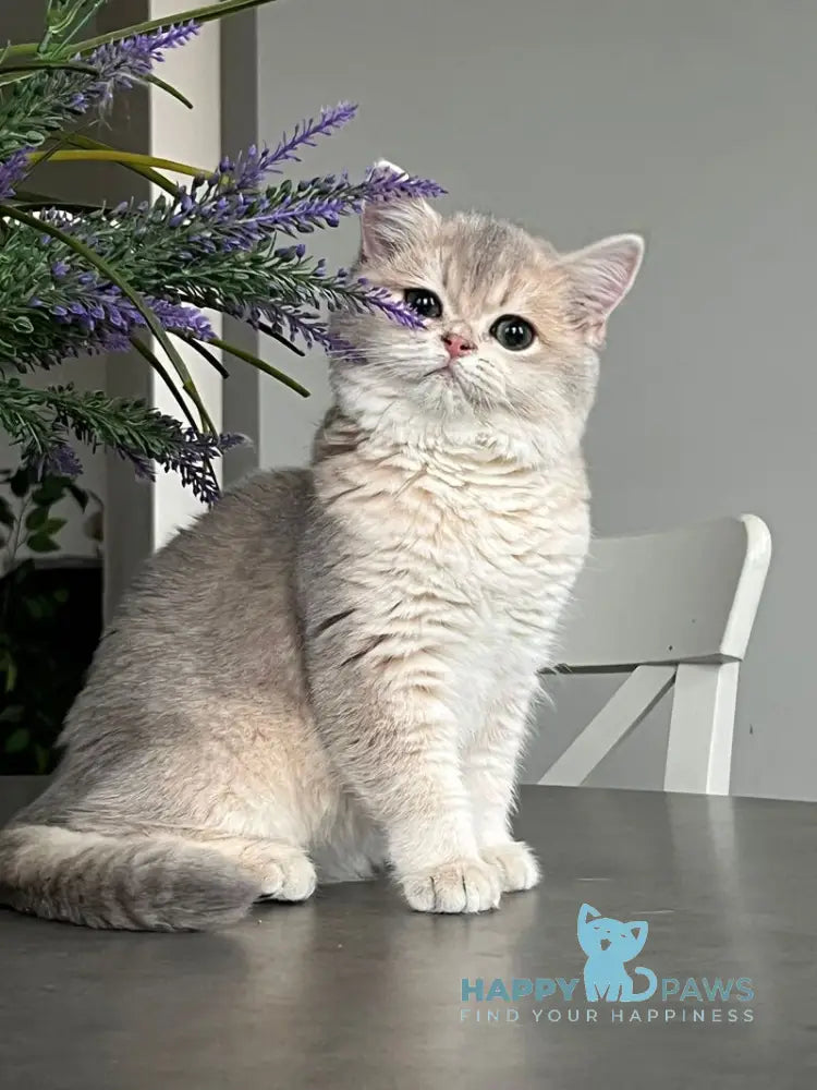 Odri British Shorthair female blue golden shaded live animals