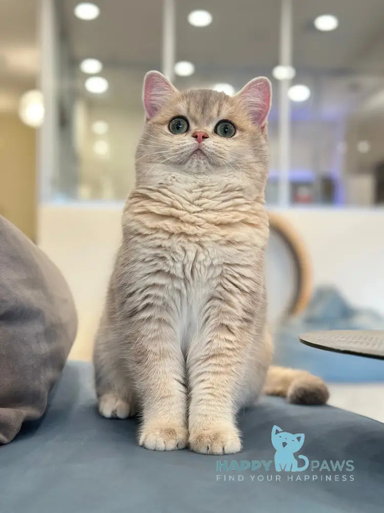 Odri British Shorthair female blue golden shaded live animals
