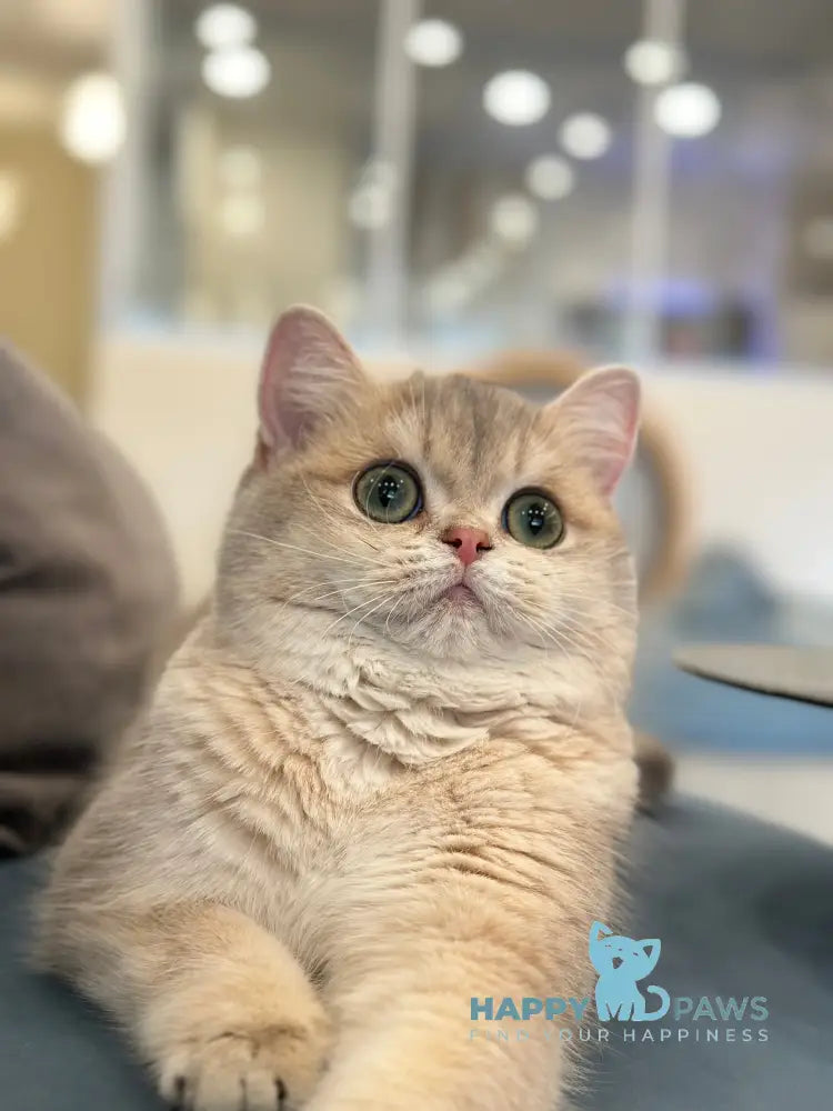 Odri British Shorthair female blue golden shaded live animals