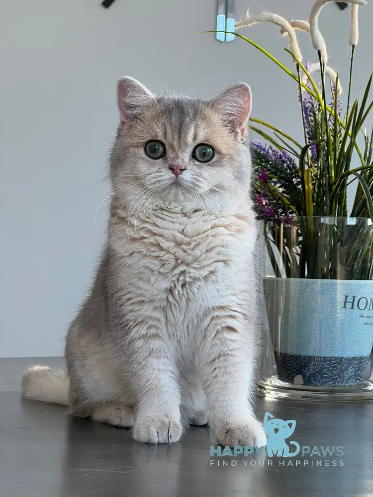 Odri British Shorthair female blue golden shaded live animals