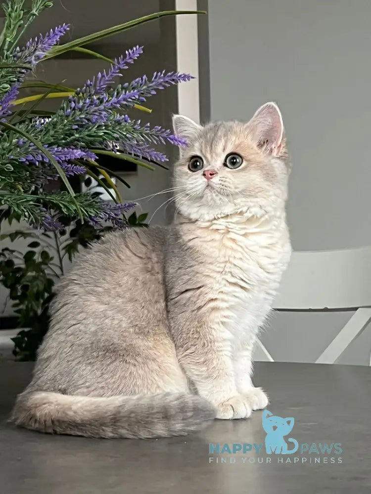 Odri British Shorthair female blue golden shaded live animals