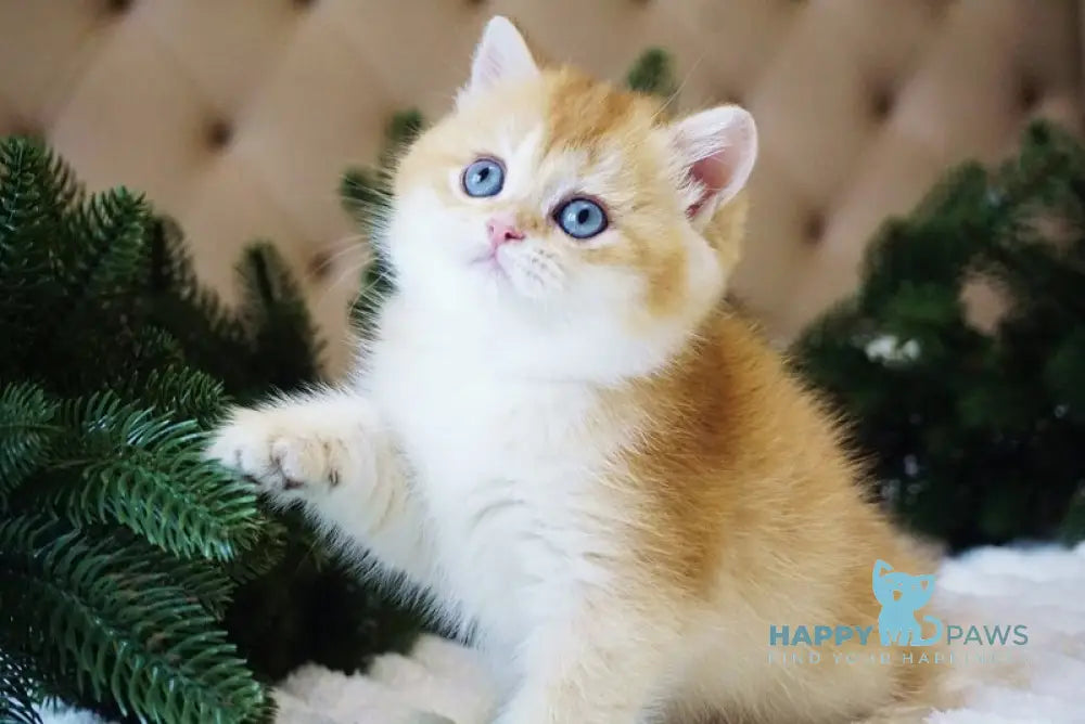 Odri British Shorthair female chocolate golden shaded live animals