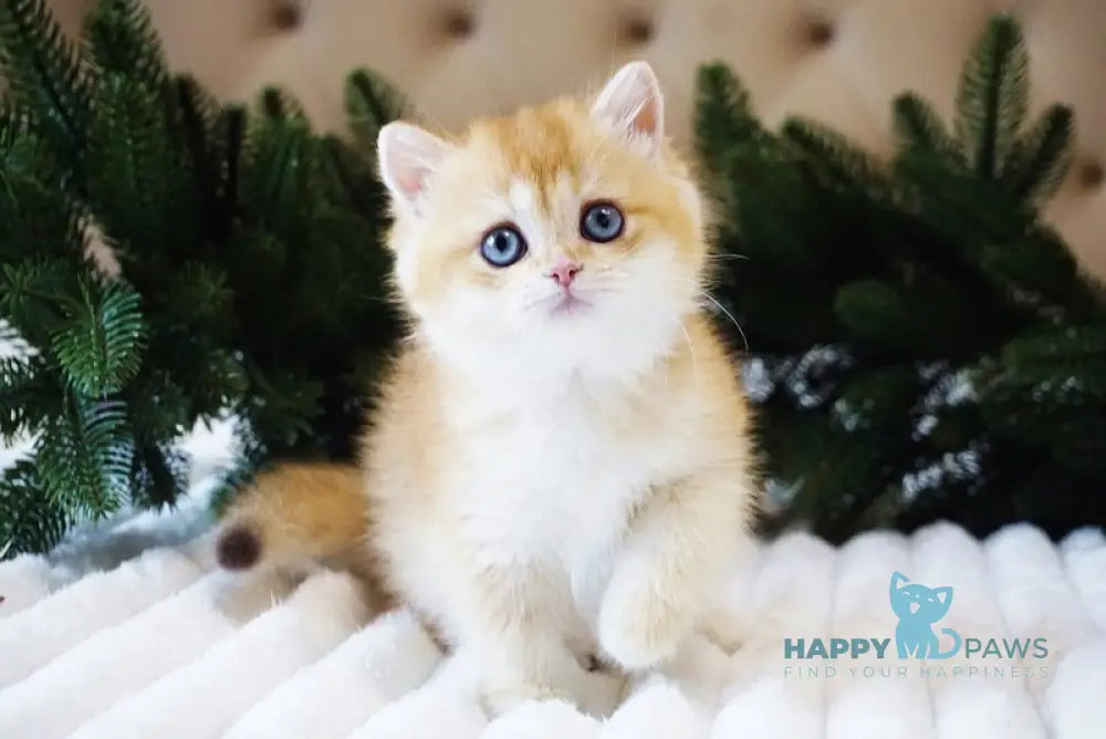 Odri British Shorthair female chocolate golden shaded live animals