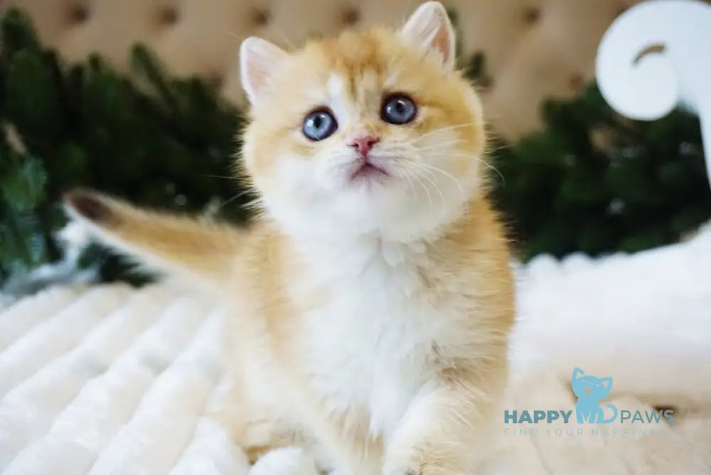 Odri British Shorthair female chocolate golden shaded live animals