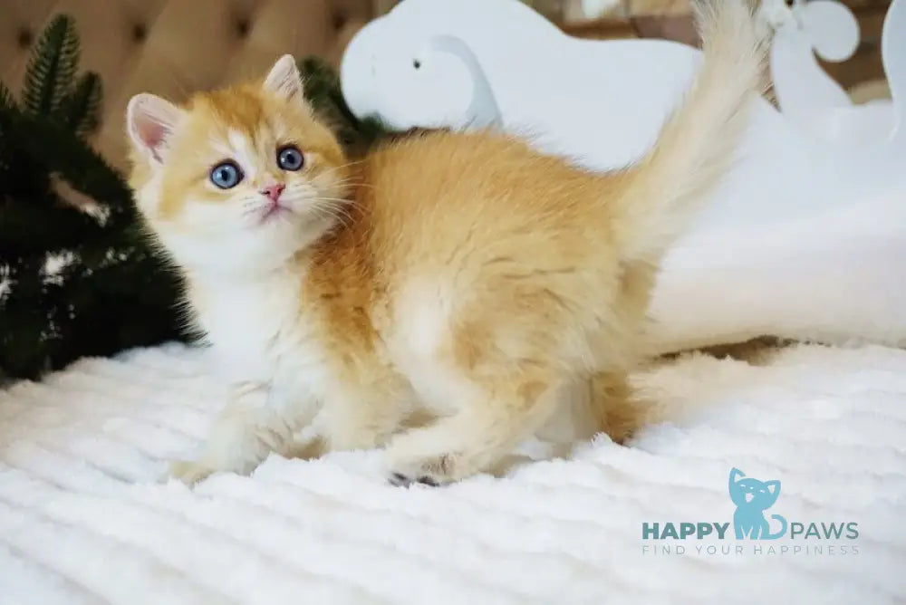 Odri British Shorthair female chocolate golden shaded live animals