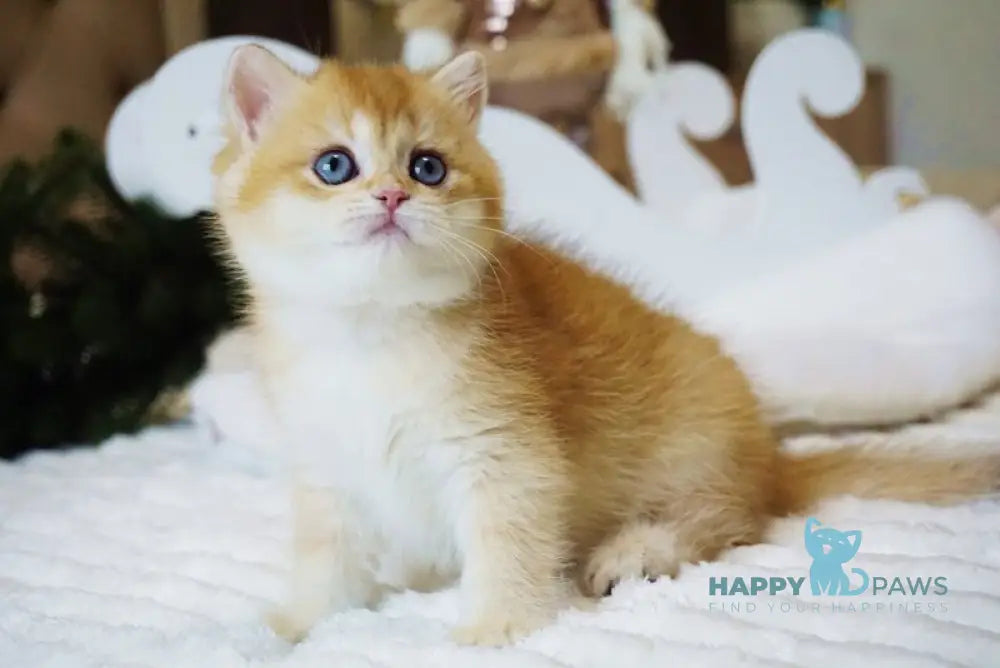 Odri British Shorthair female chocolate golden shaded live animals