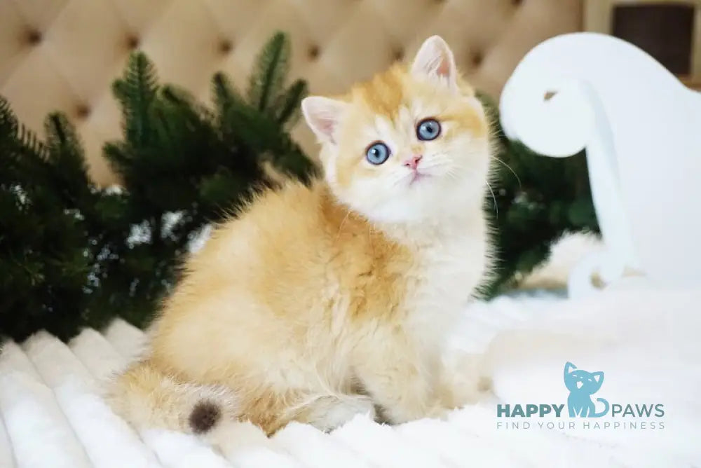 Odri British Shorthair female chocolate golden shaded live animals