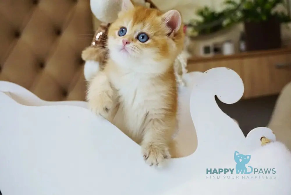 Odri British Shorthair female chocolate golden shaded live animals