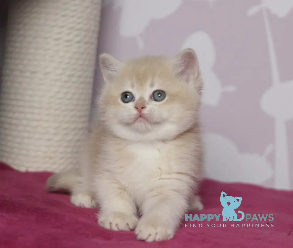 Odri British Shorthair female lilac golden chinchilla live animals