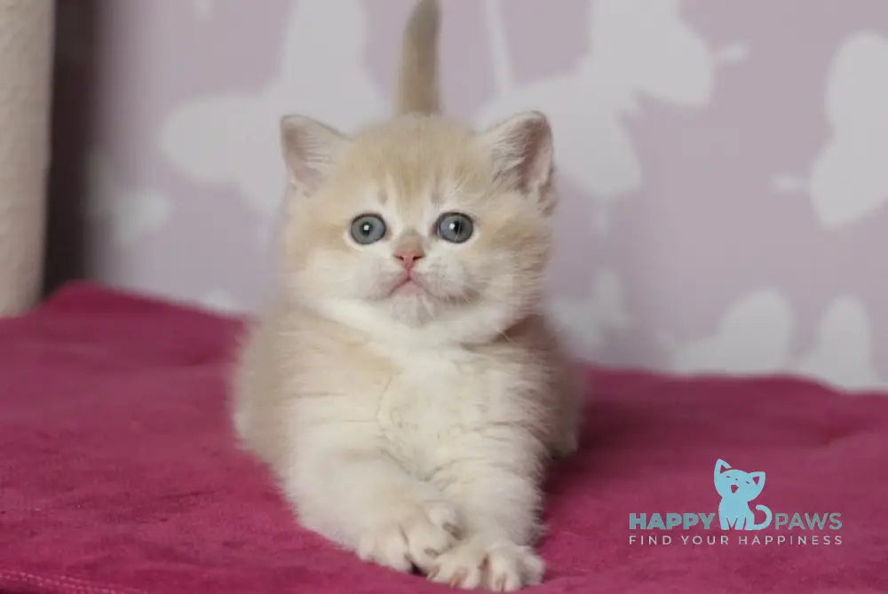 Odri British Shorthair female lilac golden chinchilla live animals