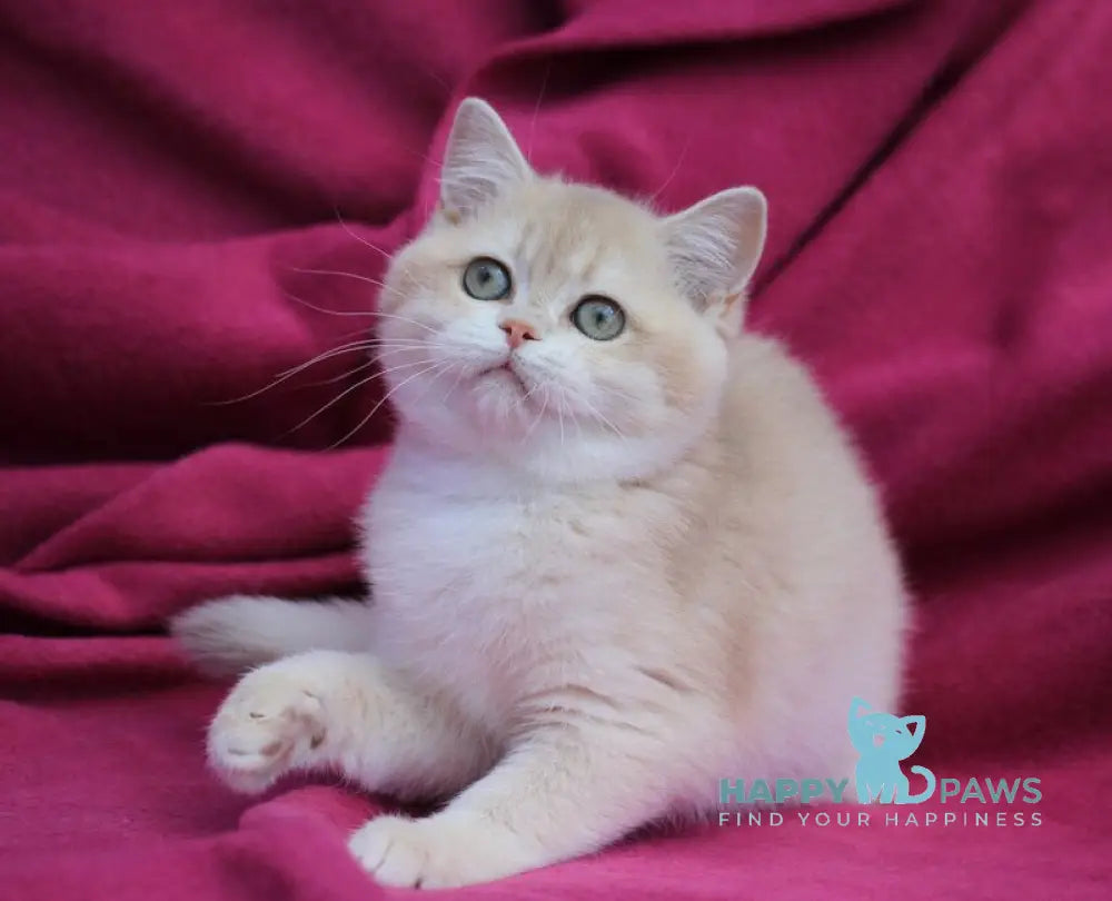 Odri British Shorthair female lilac golden chinchilla live animals
