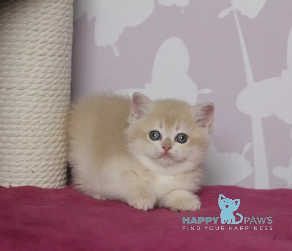 Odri British Shorthair female lilac golden chinchilla live animals
