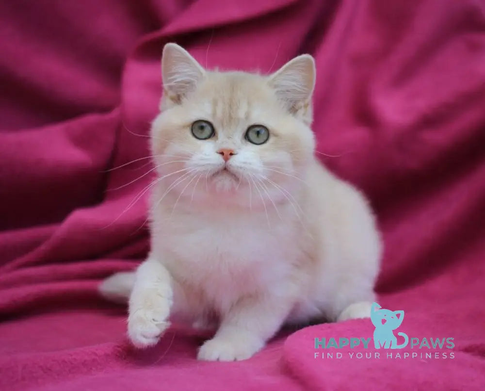 Odri British Shorthair female lilac golden chinchilla live animals