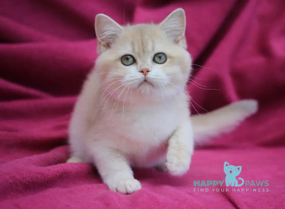 Odri British Shorthair female lilac golden chinchilla live animals