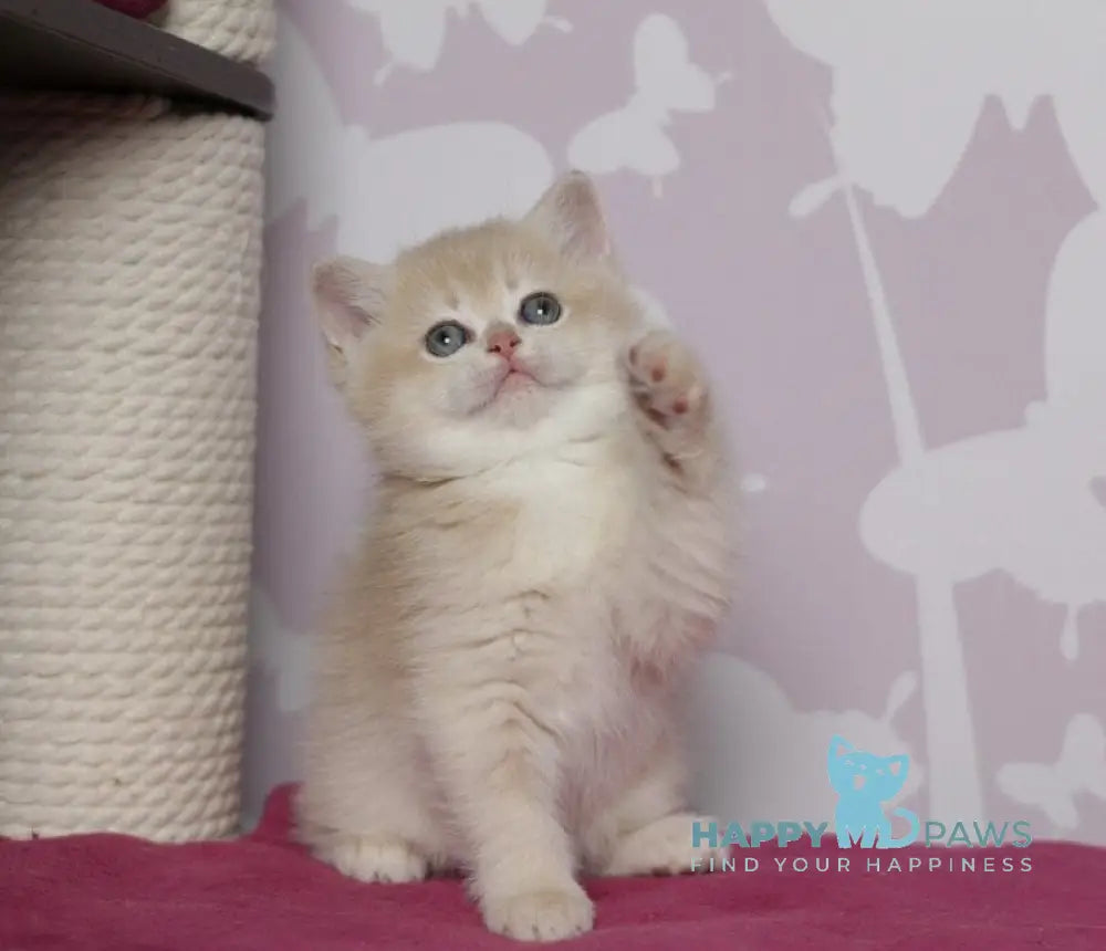 Odri British Shorthair female lilac golden chinchilla live animals
