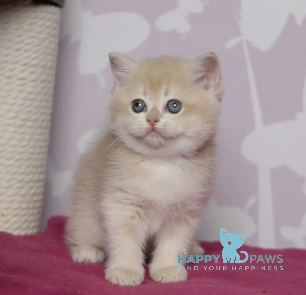 Odri British Shorthair female lilac golden chinchilla live animals